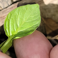 Solanaceae