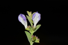 Scutellaria potosina