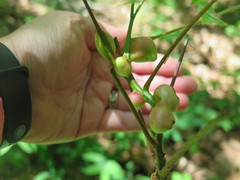 Phylloxera caryaecaulis