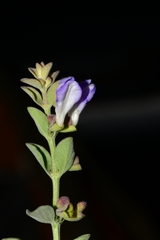 Scutellaria potosina