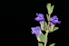 Scutellaria potosina