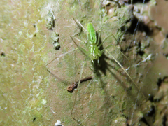 Tetragnatha squamata