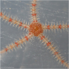 Ophiothrix spiculata