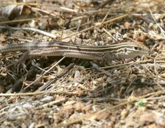 Aspidoscelis uniparens