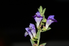 Scutellaria potosina