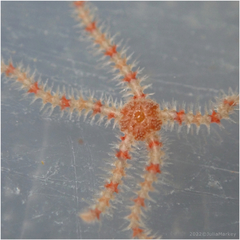 Ophiothrix spiculata