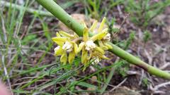 Cynanchum viminale viminale