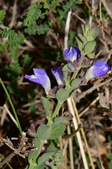 Scutellaria potosina