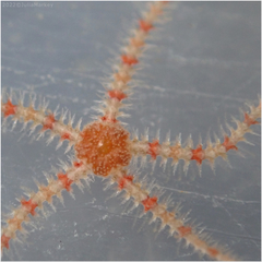 Ophiothrix spiculata