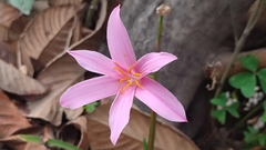 Zephyranthes