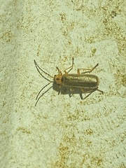 Rhagonycha heterodoxa