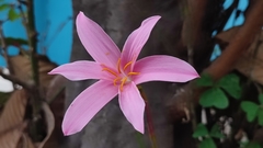Zephyranthes