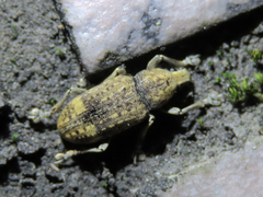 Rawasia ritsemae