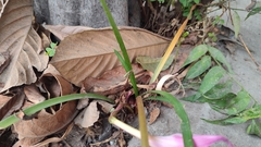 Zephyranthes