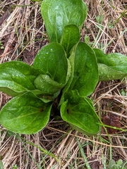 Trillium petiolatum
