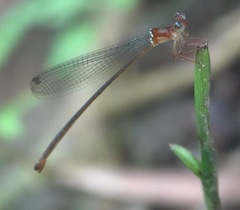 Igneocnemis haematopus
