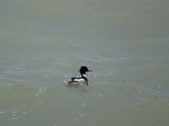 Mergus serrator