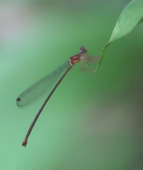 Igneocnemis haematopus