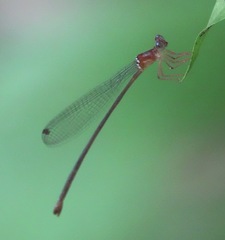 Igneocnemis haematopus