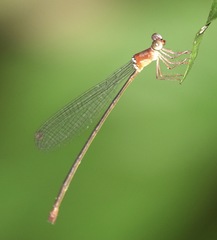 Igneocnemis haematopus