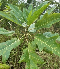 Vasconcellea quercifolia