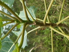 Vasconcellea quercifolia