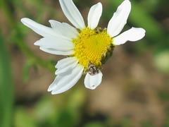 Tebenna gnaphaliella