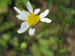Tebenna gnaphaliella