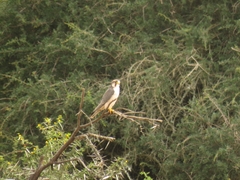 Falco biarmicus biarmicus