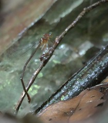 Igneocnemis haematopus