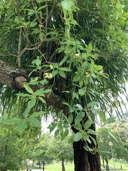 Fagraea fragrans