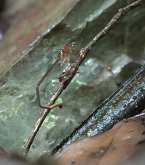 Igneocnemis haematopus