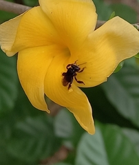 Frieseomelitta nigra