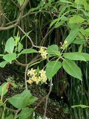 Fagraea fragrans