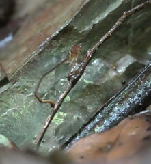 Igneocnemis haematopus