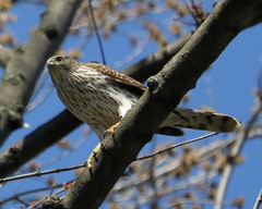 Accipiter cooperii