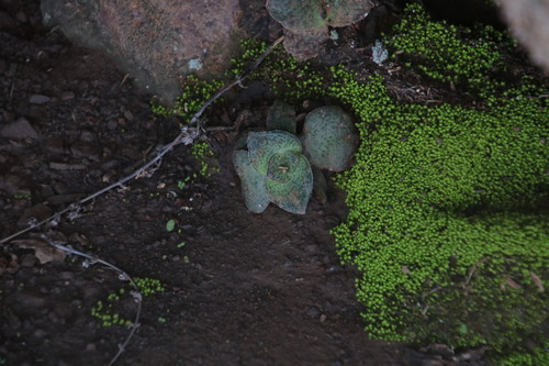 Crassula montana