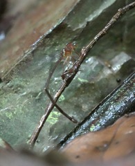 Igneocnemis haematopus
