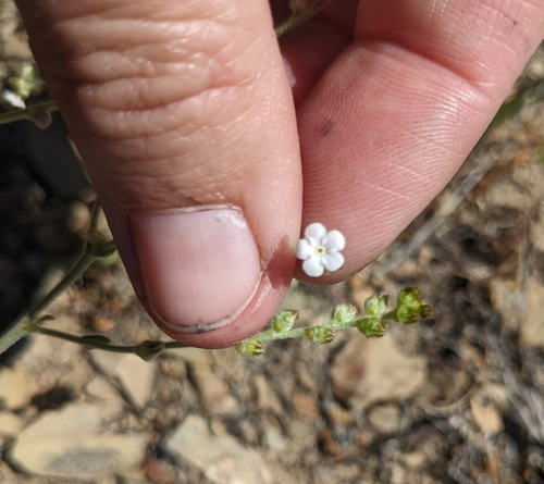 iNaturalist observation photo of Rusty Popcornflower