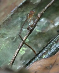 Igneocnemis haematopus
