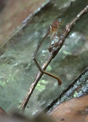 Igneocnemis haematopus