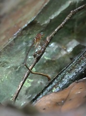 Igneocnemis haematopus