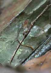 Igneocnemis haematopus