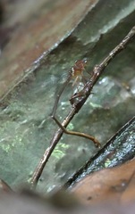 Igneocnemis haematopus