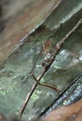 Igneocnemis haematopus