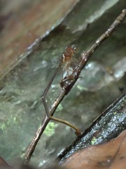 Igneocnemis haematopus