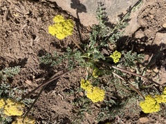 Lomatium austiniae