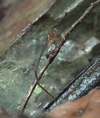 Igneocnemis haematopus
