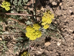 Lomatium austiniae