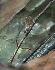Igneocnemis haematopus